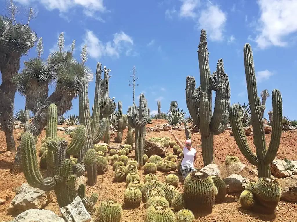 Rejs Majorka 2019 - kaktusy